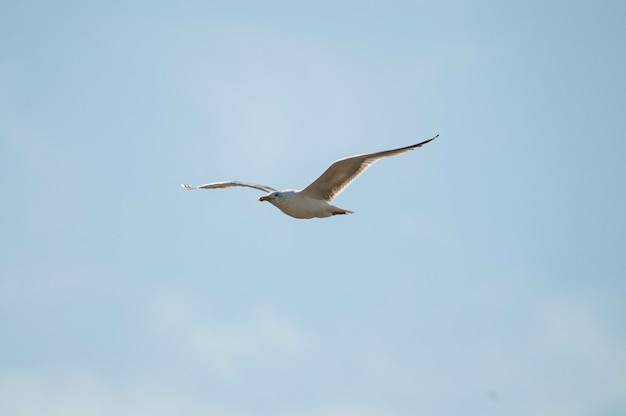 Bela vista de uma gaivota em voo