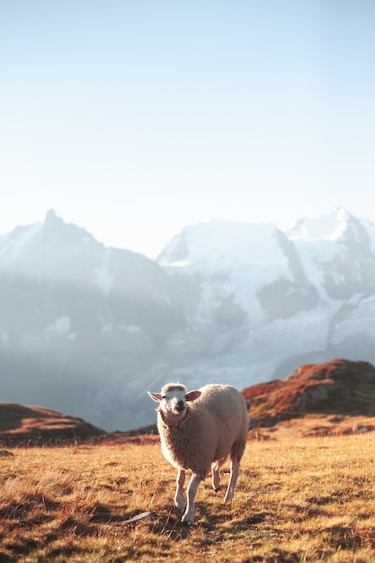 Foto bela vista de uma ovelha nas montanhas