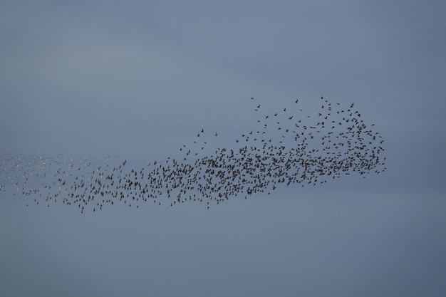 Bela vista de uma união murmurada de aves pernaltas nó no céu cinza