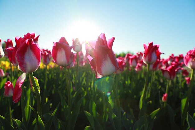 Bela vista do campo com tulipas florescendo em dia ensolarado