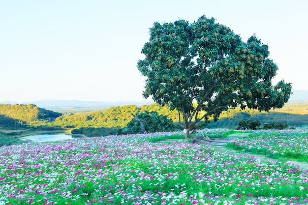 Bela vista do campo de flores silvestres de verão natural cosmos na paisagem de Lago de montanha de volta