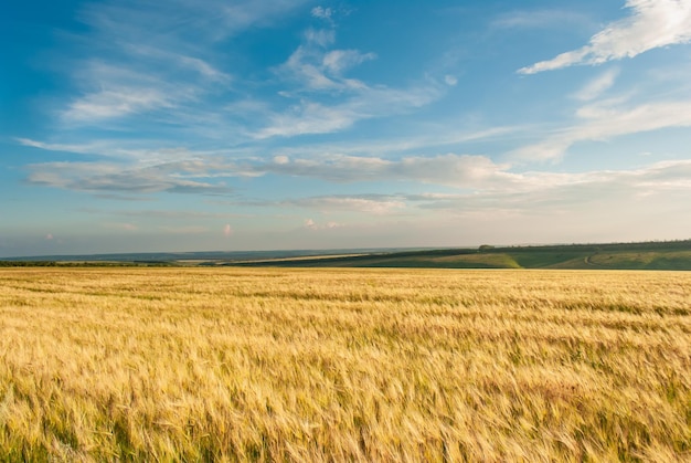 Bela vista do campo e céu azul