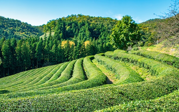 Bela vista do jardim de chá em gwangju