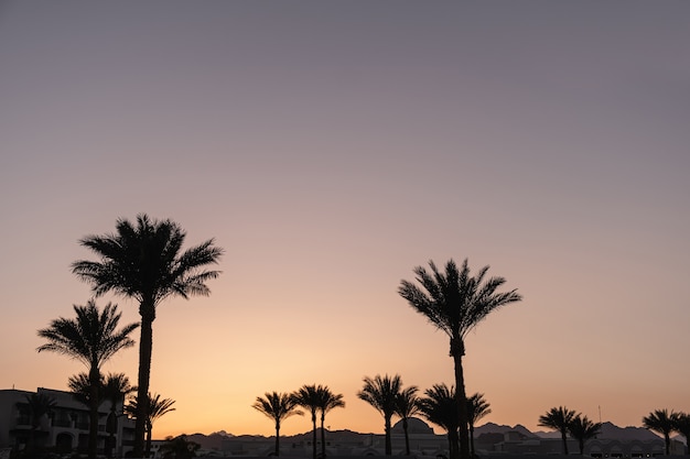Bela vista do pôr do sol ou do nascer do sol com céu azul e palmeiras tropicais