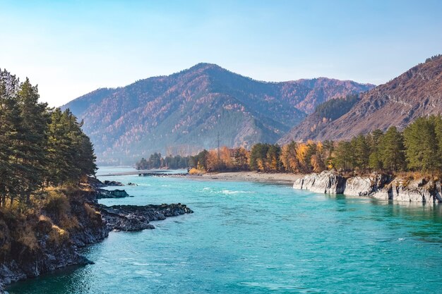 Bela vista do rio turquesa Katun e montanhas em um dia ensolarado. Território de Altai na Sibéria