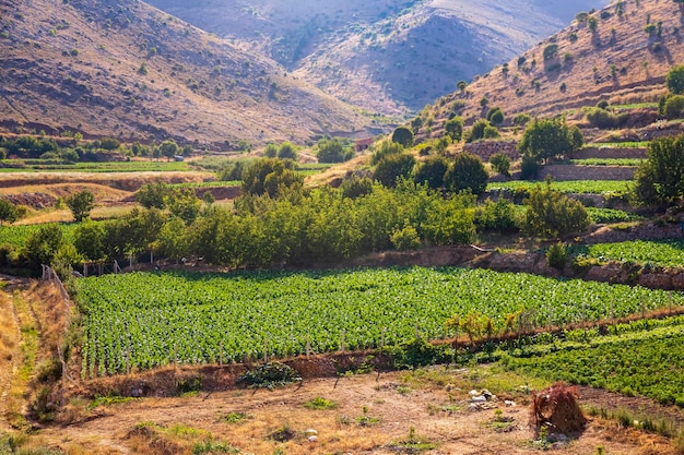 Bela vista dos campos agrícolas da região de Elikhan