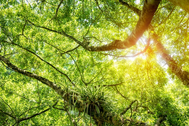 Bela vista inferior de árvores altas na floresta