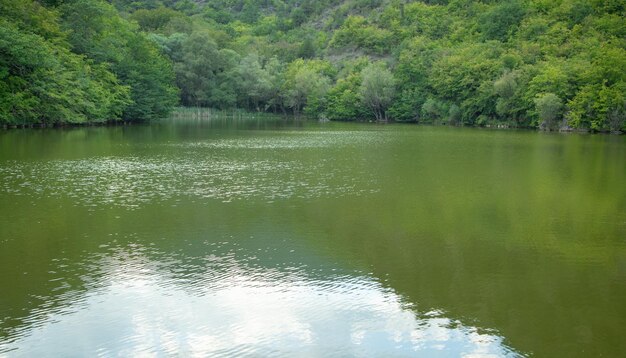 Bela vista Lago verde com uma floresta