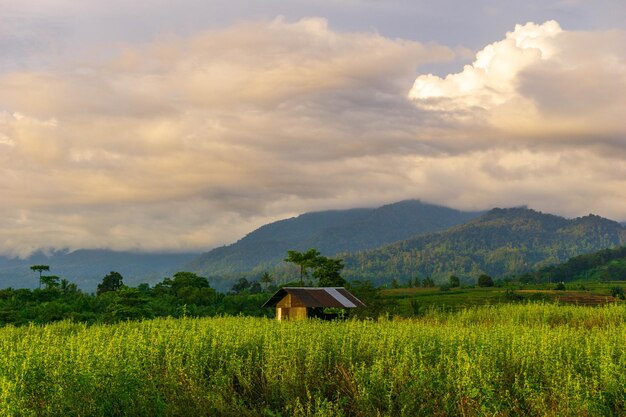 Foto bela vista matinal da indonésia de montanhas e florestas tropicais