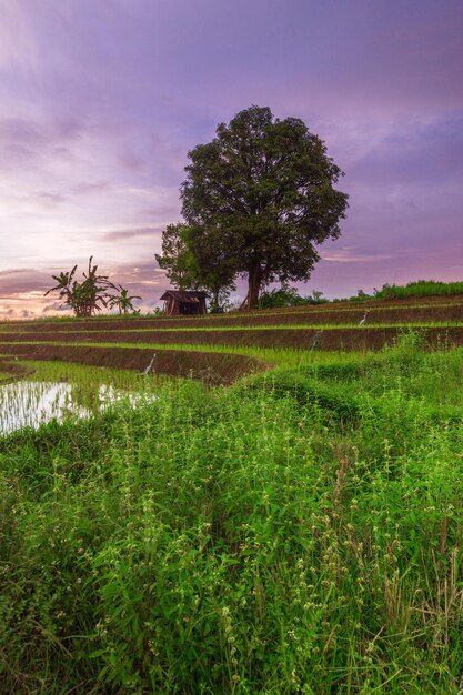 Bela vista matinal da indonésia de montanhas e florestas tropicais