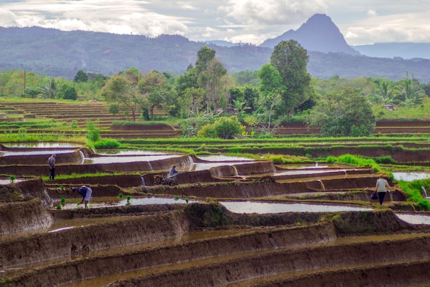 Foto bela vista matinal da indonésia de montanhas e florestas tropicais