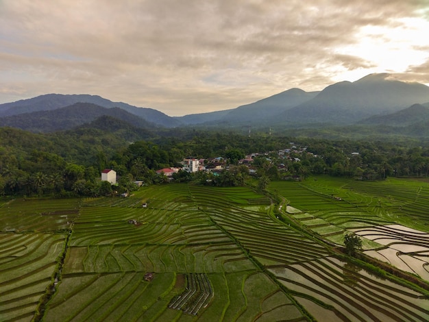 Bela vista matinal da Indonésia Foto aérea de campos de arroz recém-plantados