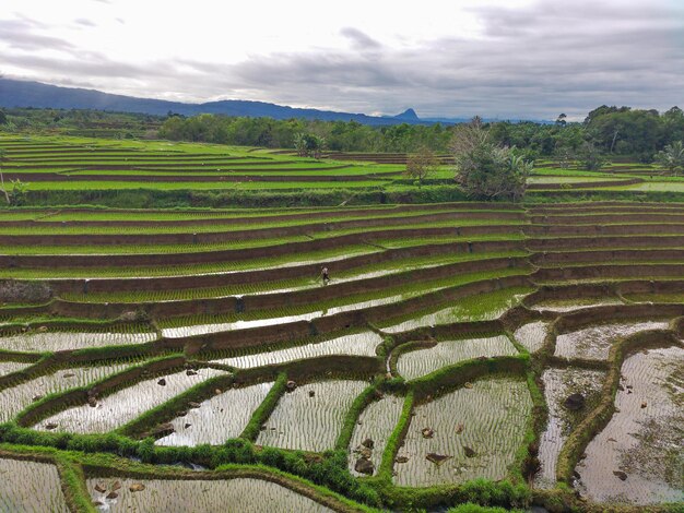 Foto bela vista matinal da indonésia panorama paisagem campos de arroz com beleza cor e céu luz natural