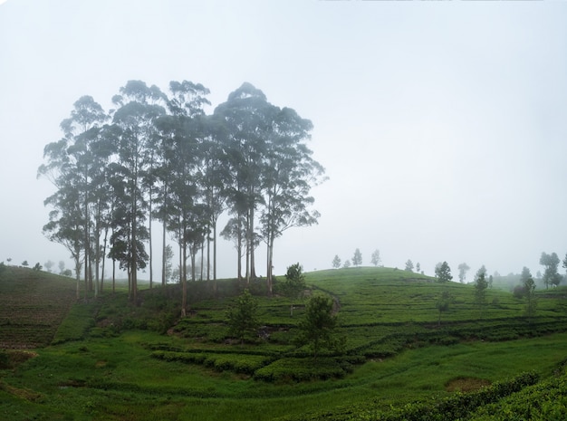 Bela vista na plantação de chá