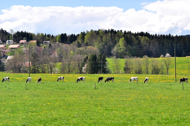 Bela vista panorâmica do campo com casas de fazenda e vacas pastando em prados verdes