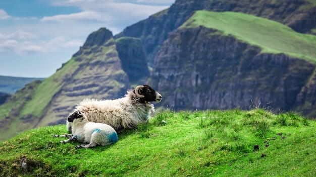 Bela vista para ovelhas em Quiraing na Escócia