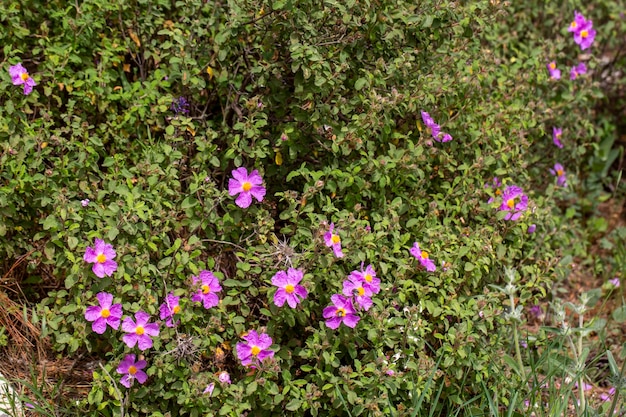 Beladen; Es handelt sich um eine Pflanzenart mit weißen oder rosa Blüten, die zur Gattung Cistus der Familie der Cistaceae gehört.