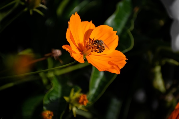 belas abelhas nas flores