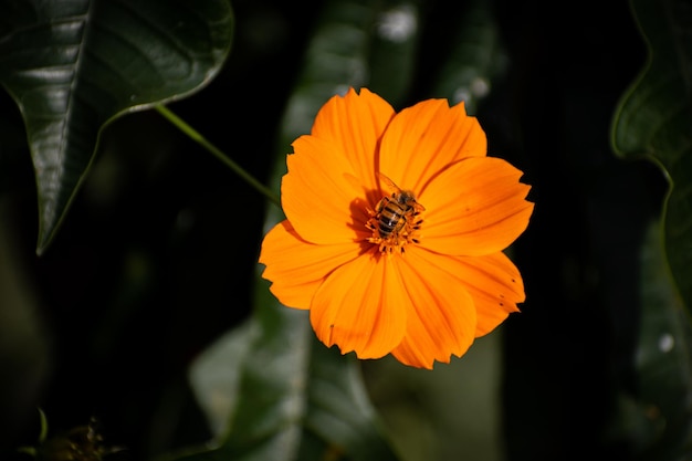 belas abelhas nas flores