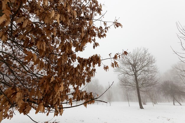 Belas árvores altas e maduras no inverno cobertas de neve em um clima gelado