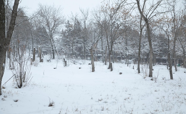 Belas árvores cobertas de neve Inverno