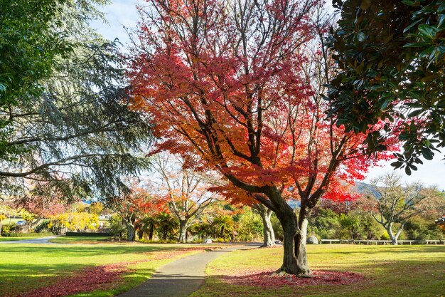 Belas árvores coloridas e lago no parque de outono, Nova Zelândia