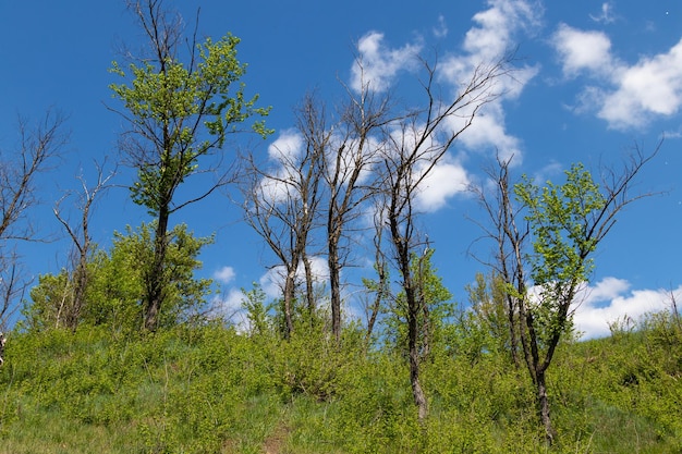 Belas árvores contra o céu azul e nuvens