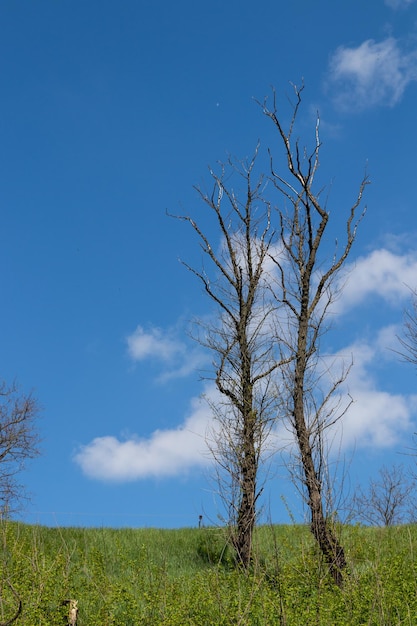 Belas árvores contra o céu azul e nuvens