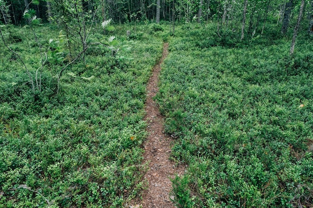 Belas árvores da floresta onífera.