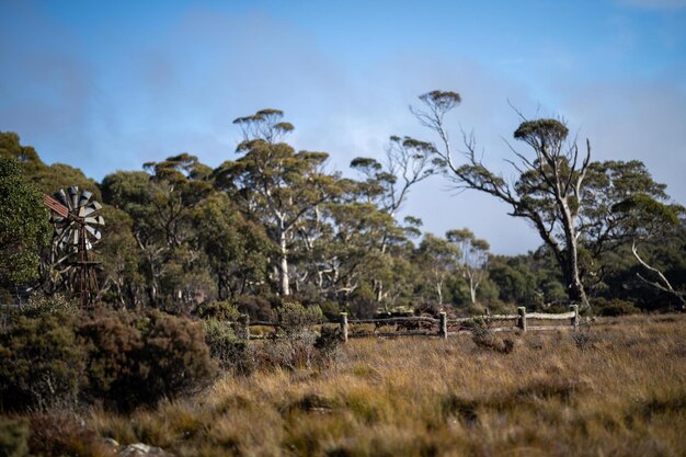 Belas árvores de goma e arbustos na floresta australiana Gumtrees e plantas nativas que crescem na Austrália