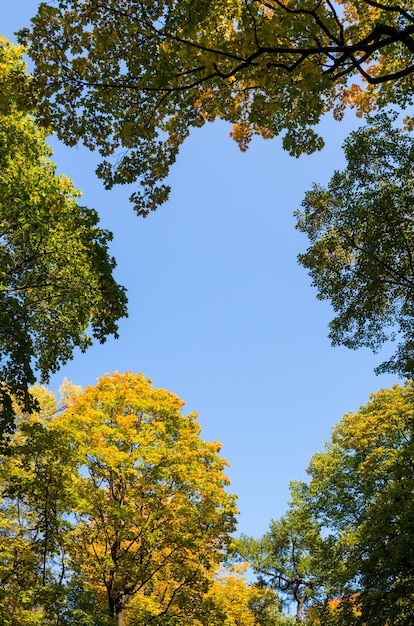 Belas árvores de outono amarelas e verdes contra o céu azul.