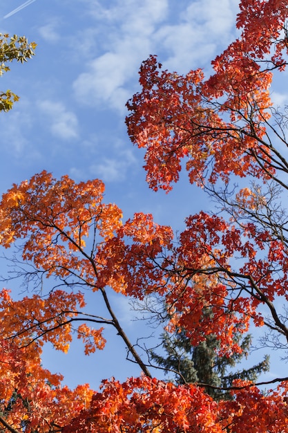 Belas árvores de outono com folhas de laranja