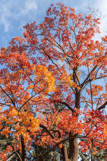 Belas árvores de outono com folhas de laranja