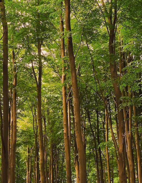 Belas árvores na floresta de verão na natureza e meio ambiente de Hertfordshire Inglaterra