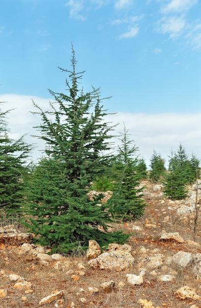 Belas árvores na floresta no norte de Israel