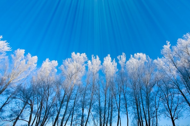 Belas árvores na geada branca no fundo do céu azul