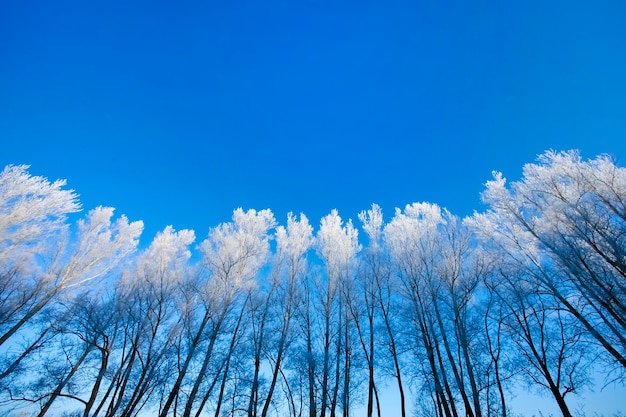 Belas árvores na geada branca no fundo do céu azul