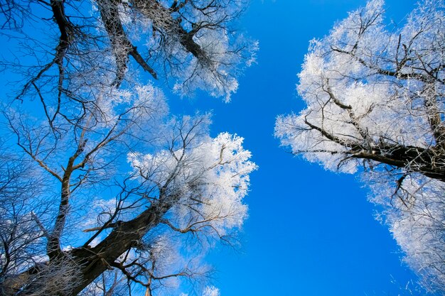 Belas árvores na geada branca no fundo do céu azul