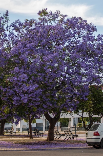 Belas árvores subtropicais de Jacaranda mimosifolia em um parque.