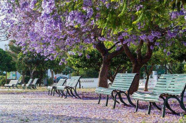 Belas árvores subtropicais de Jacaranda mimosifolia em um parque.