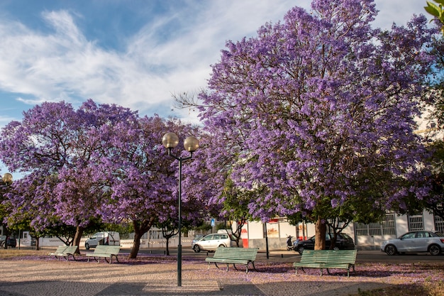 Belas árvores subtropicais de Jacaranda mimosifolia em um parque.