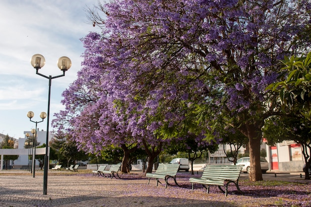 Belas árvores subtropicais de Jacaranda mimosifolia em um parque.