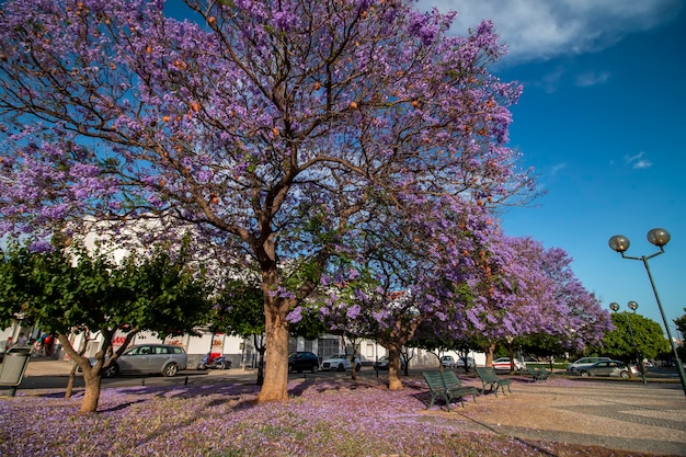 Belas árvores subtropicais de Jacaranda mimosifolia em um parque.