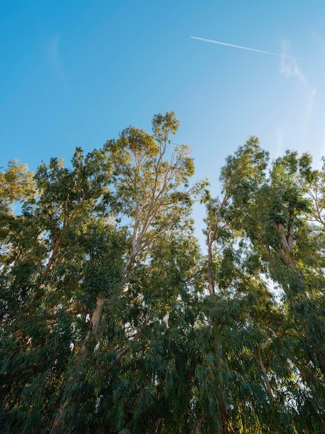 Belas árvores verdes em um dia ensolarado