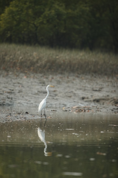 belas aves aquáticas nos manguezais do parque nacional sundarban