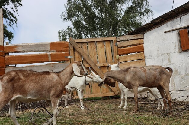 Belas cabras domésticas numa quinta privada Valiosos animais leiteiros