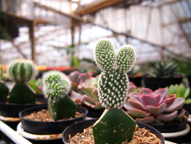 Belas cactos em vasos.