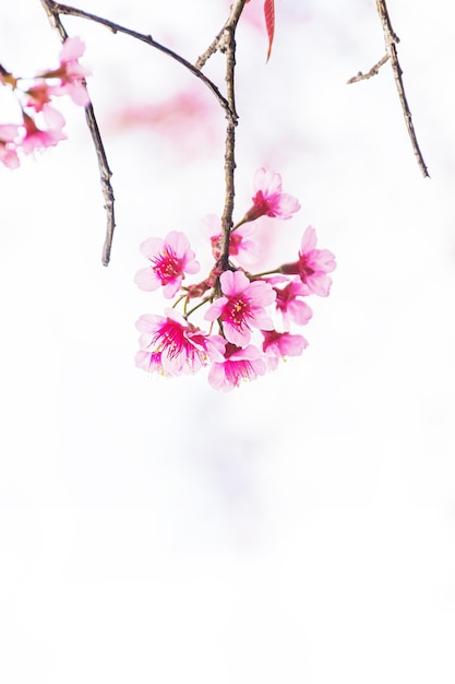 Foto belas cerejas selvagens do himalaia flores rosadas de prunus cerasoides em phu lom lo loei e phitsanulok, na tailândia