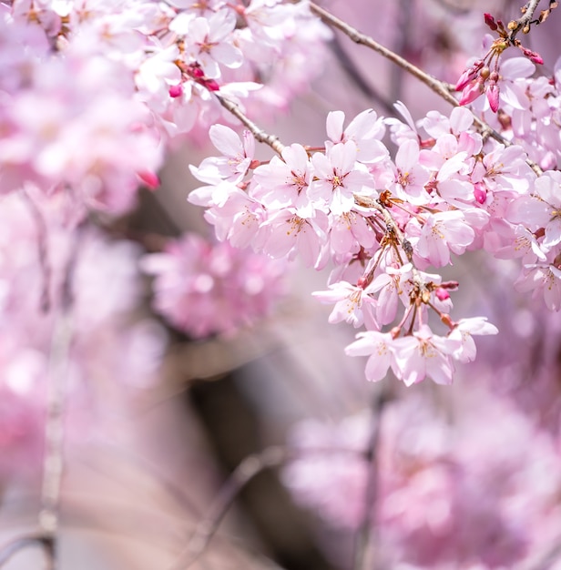 Belas cerejeiras em flor de sakura florescem na primavera