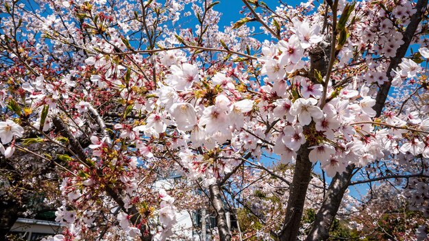 Belas cerejeiras rosa florescendo extravagantemente uma cena da natureza. Cenário de primavera da zona rural japonesa com incrível ramo de flores de sakura no parque de Tóquio.